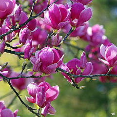 Магнолия гибридная "Блэк Тулип" (Black Tulip)