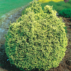 Кипарисовик горохоплодный "Плюмоза Роджерси" (Plumosa Rogersii)